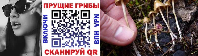 Купить закладки  Кинешма  Псилоцибиновые грибы Psilocybe 